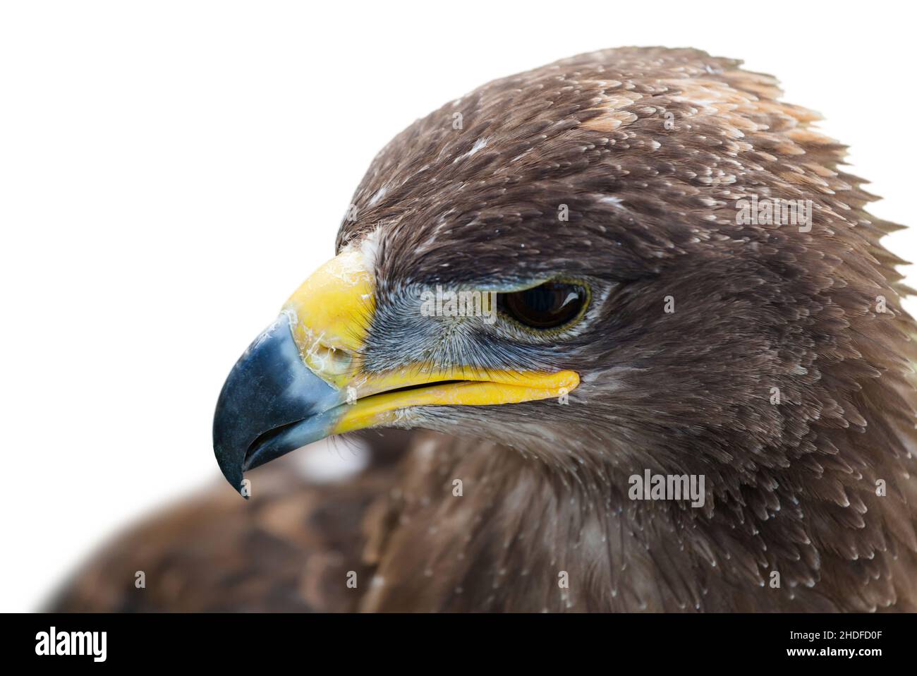 golden eagle, golden eagles Stock Photo Alamy