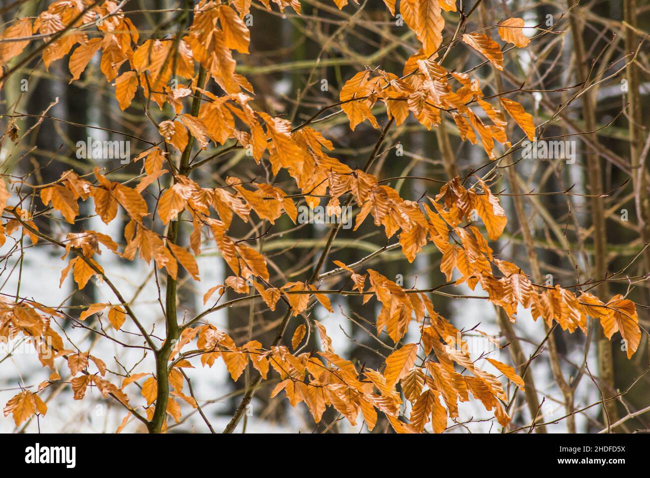 Podzimní oranžové listy keře na začátku zimy. Stock Photo