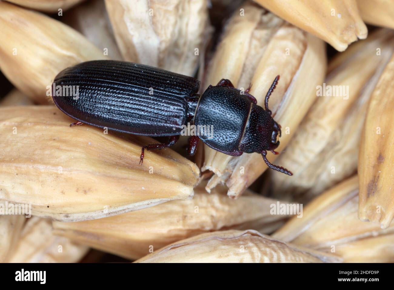 The cadelle beetle Tenebroides mauritanicus beetle from the family Trogossitidae on grain. Stock Photo