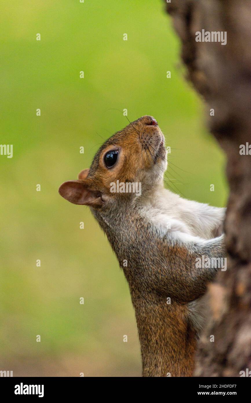 Squirrel in St James Park, London Stock Photo - Alamy