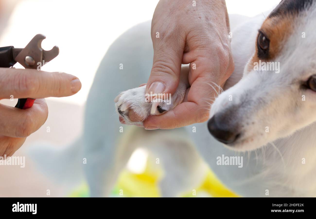 jack russell terrier, cutting, claws, dog hygiene, jack russell