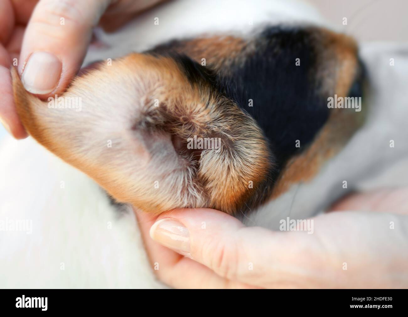 animal ear, jack russell terrier, animal ears, ear, ears, jack russell terriers Stock Photo Alamy