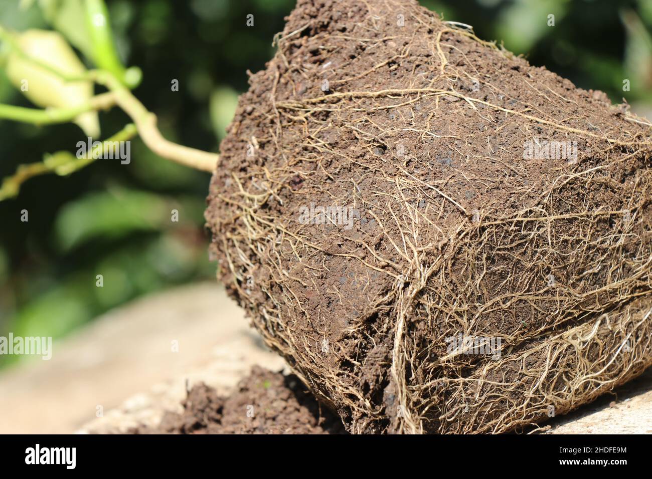 The root system on the green chili plant close up. Chili plant removed from the pot Stock Photo