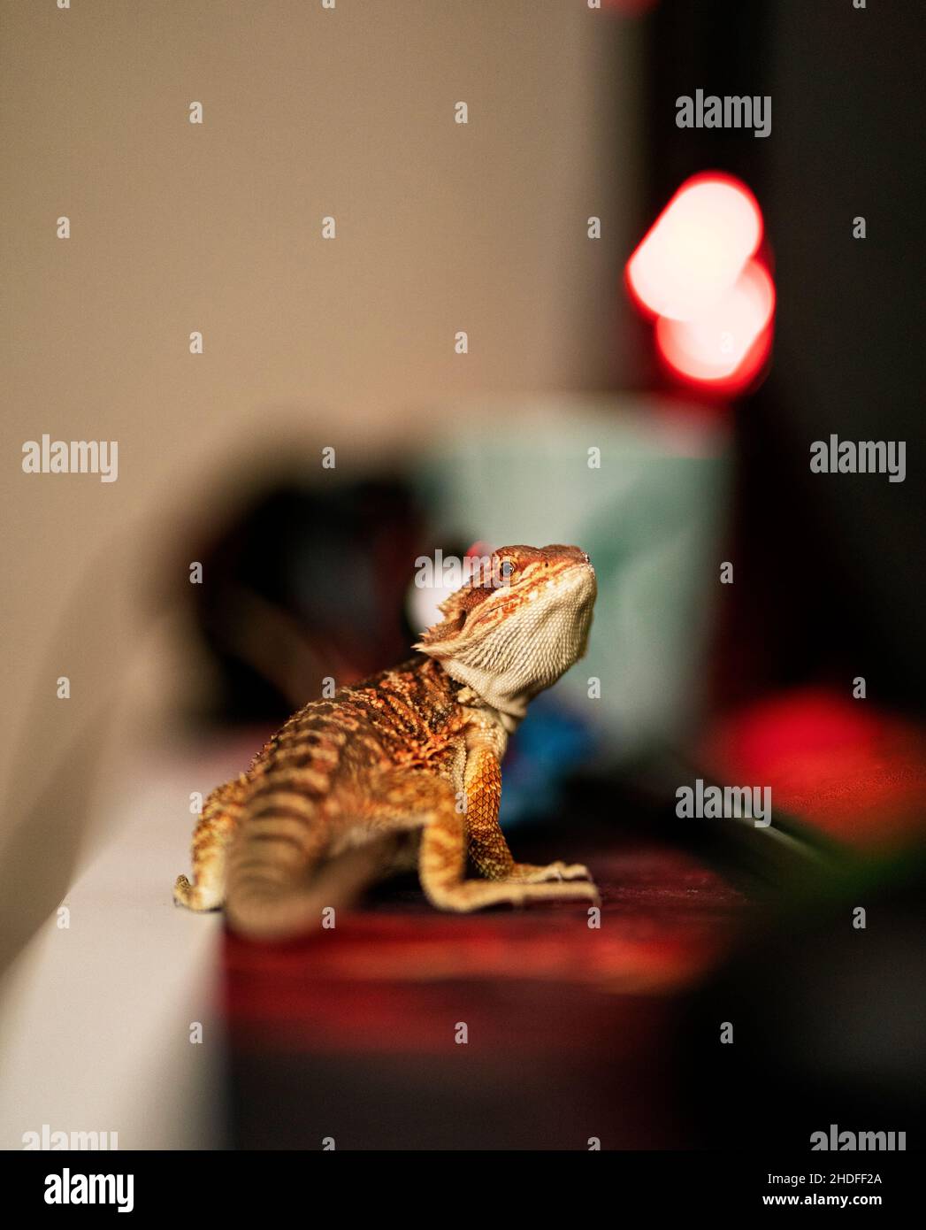 reptile, reptiles Stock Photo