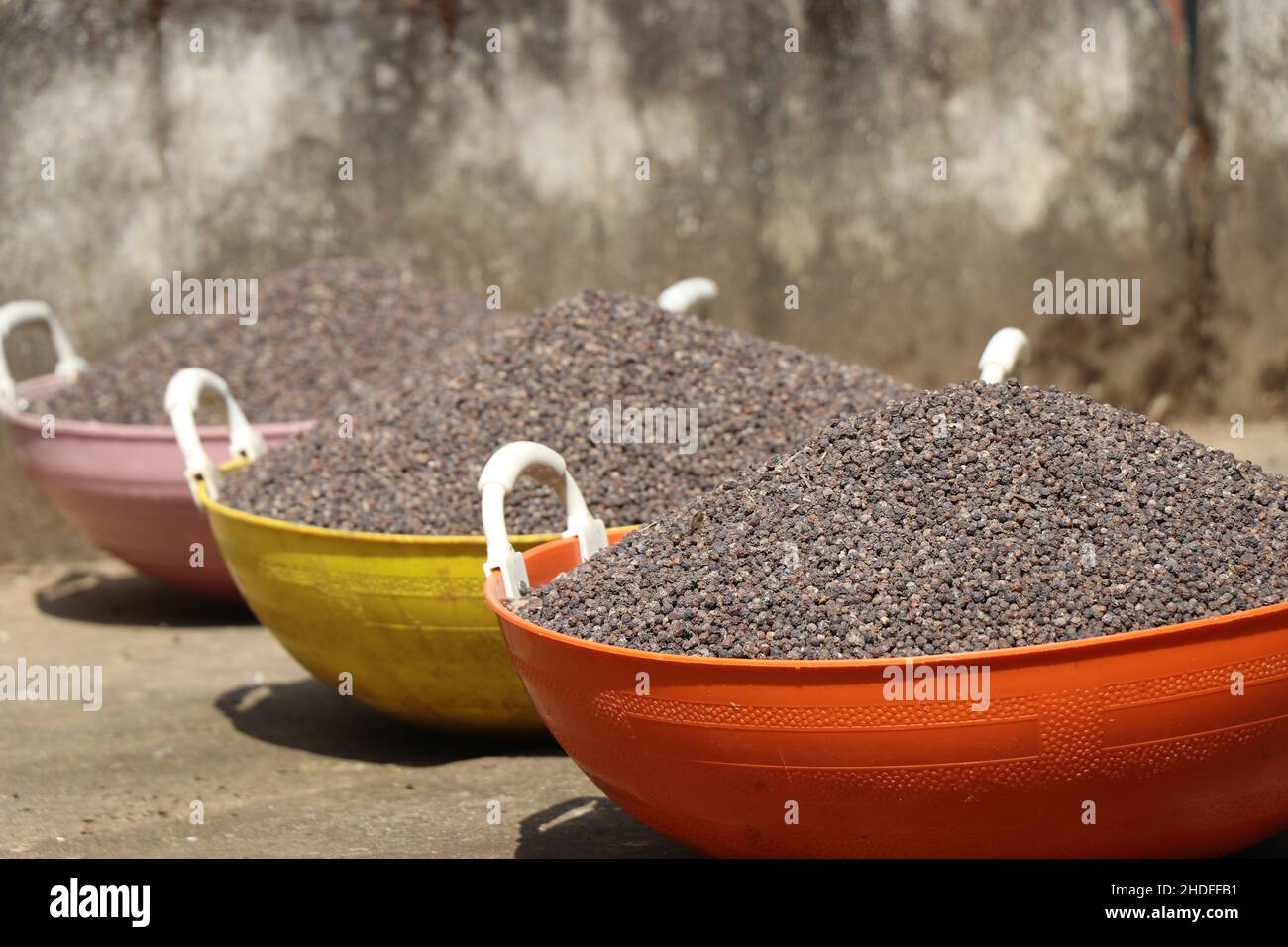 Dried black peppercorns after harvesting and drying filled in baskets