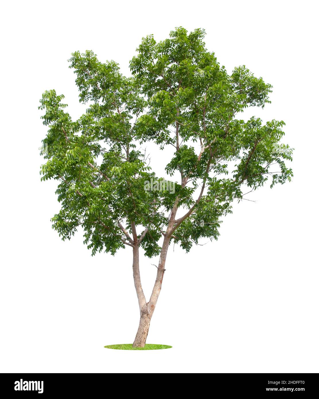 Beautiful green tree isolated on white background Stock Photo - Alamy