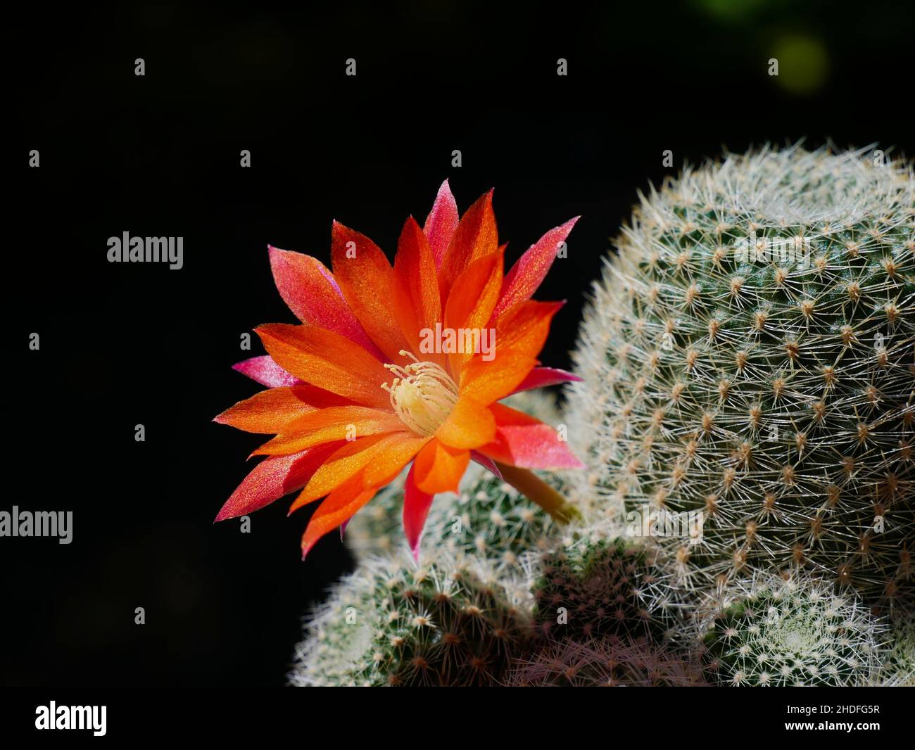 Red blossom of Rebutia cactus Stock Photo