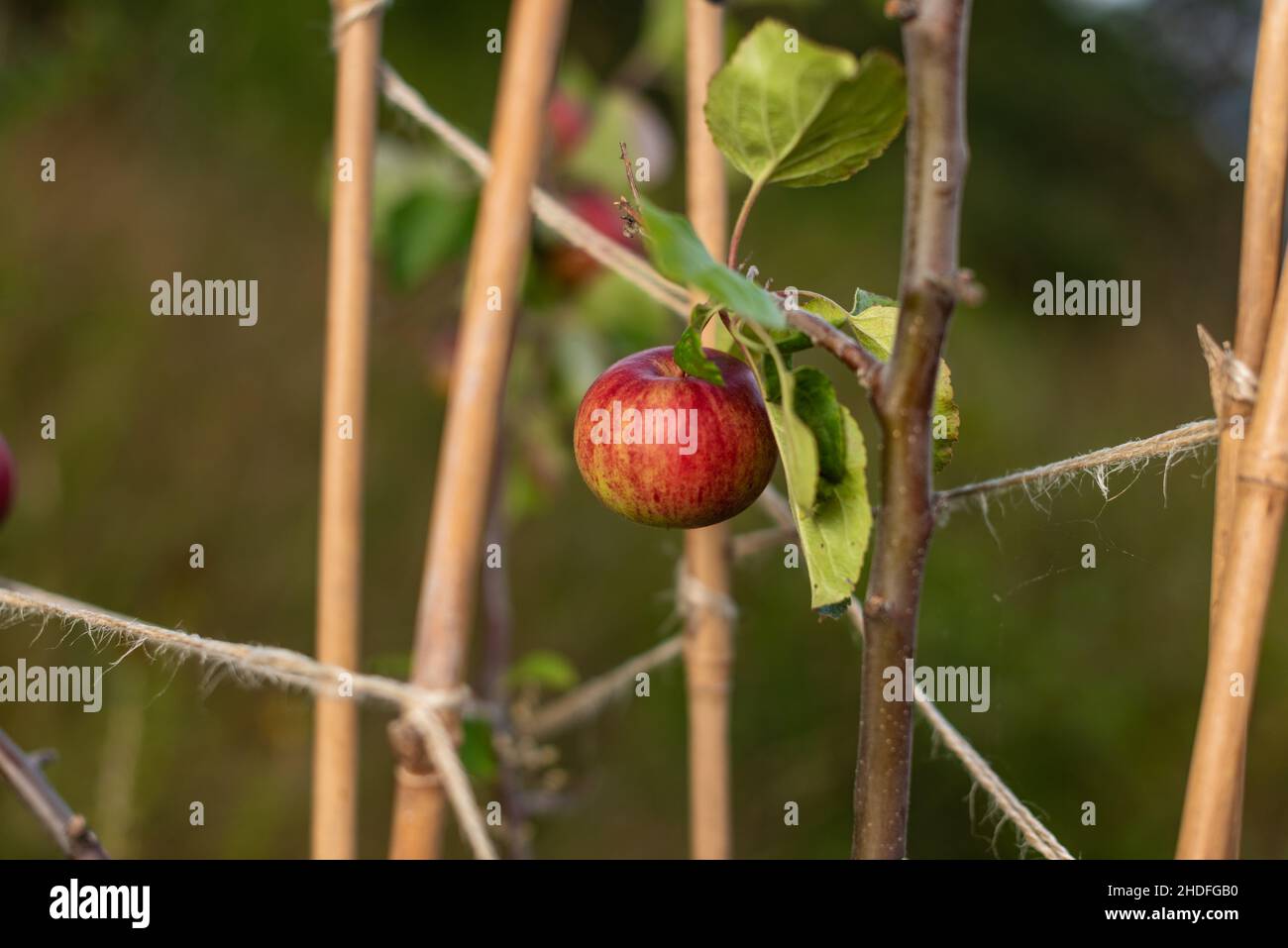 Red ripe apples hanging from a tree bransch Stock Photo - Alamy