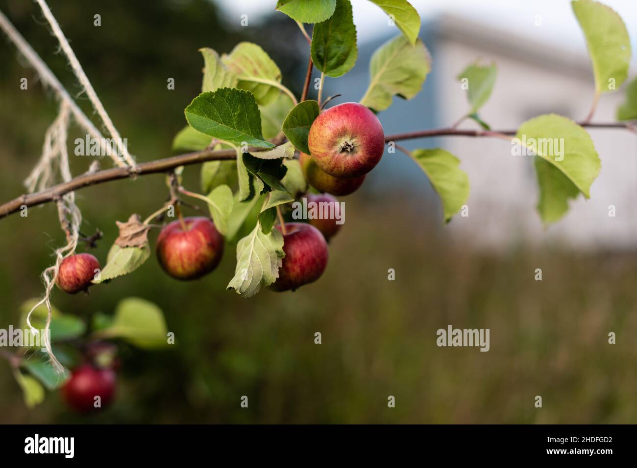 Red ripe apples hanging from the bransch of a tree Stock Photo - Alamy