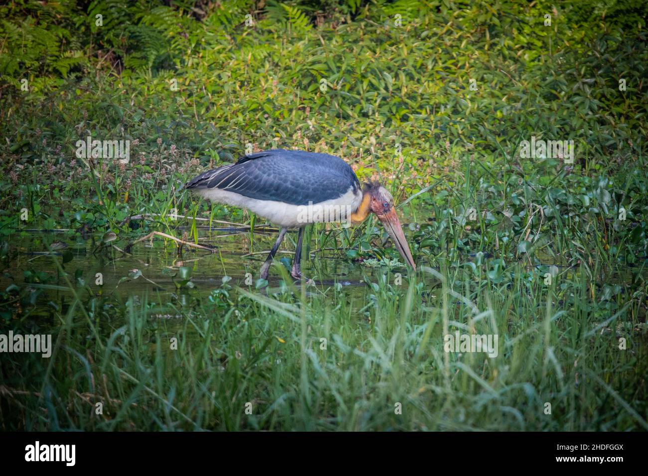 Lesser Adjutant Stork, Nepal Stock Photo - Alamy