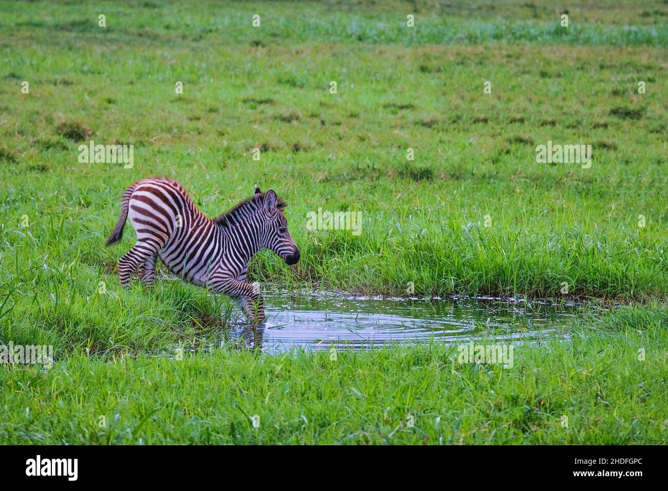 water body, zebra, water bodies, zebras Stock Photo
