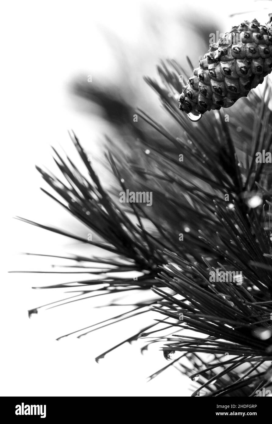 Pine cone of Pinus Halepensis with raindrop in the mountain Stock Photo