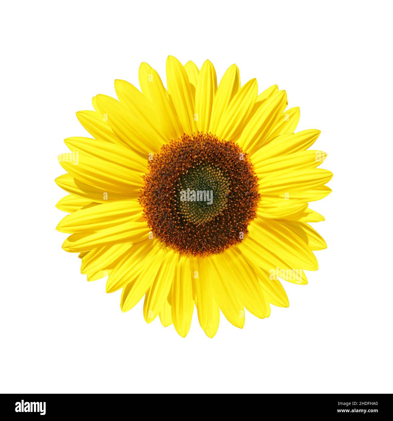 Sunflower crop cut out hi-res stock photography and images - Alamy