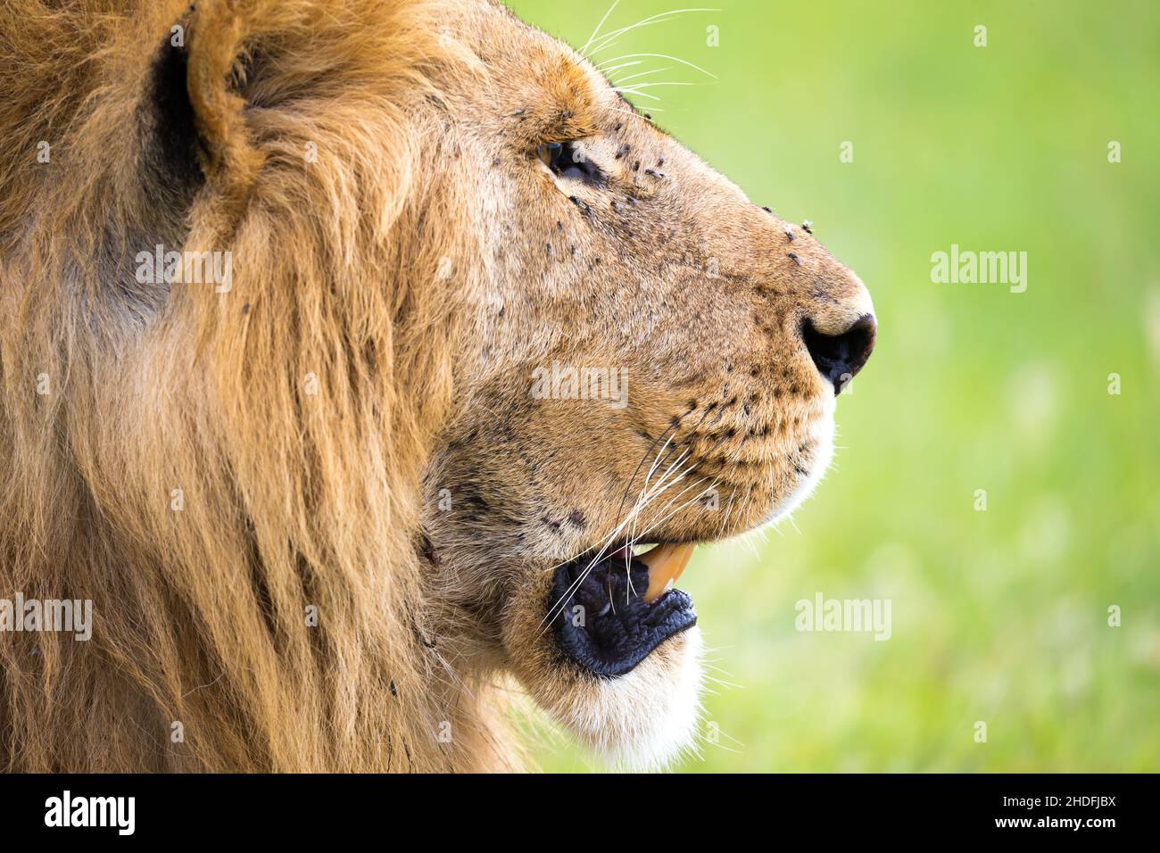 lion, leo, lions Stock Photo Alamy