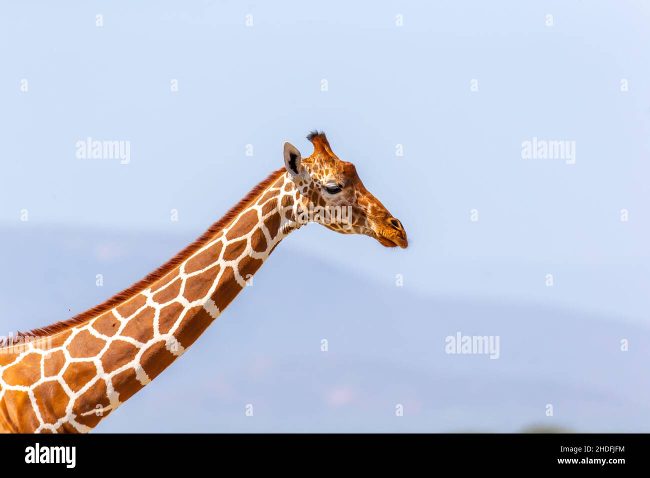 Cool giraffe hi-res stock photography and images - Alamy