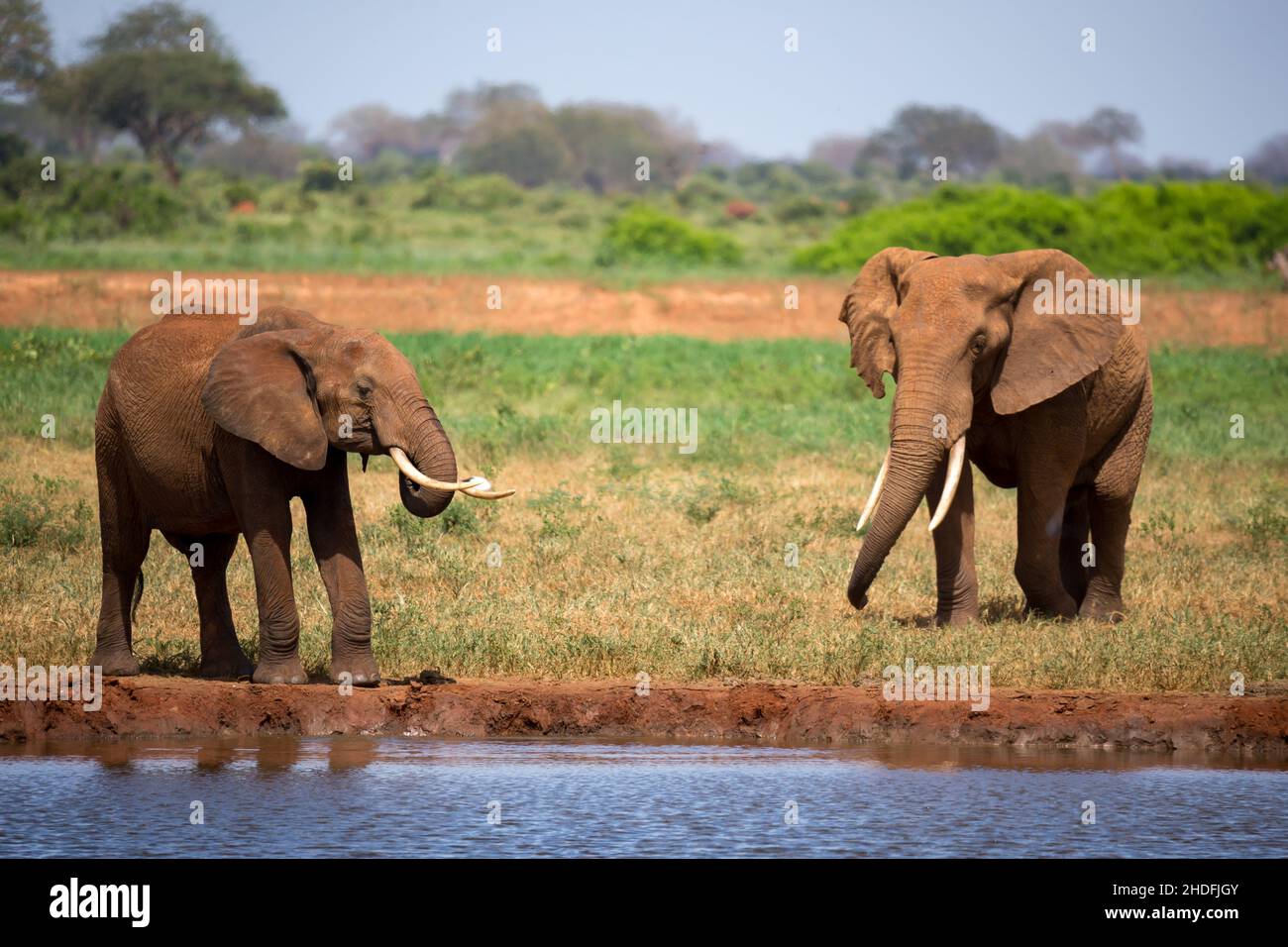 water body, elephant, water bodies, elephants Stock Photo