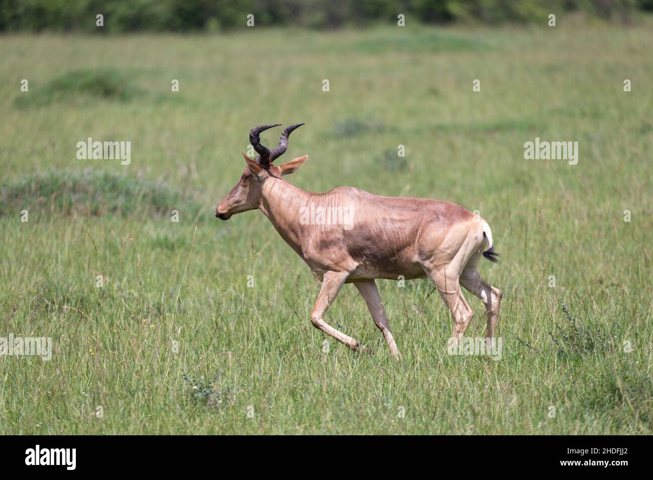 lyre antelope Stock Photo