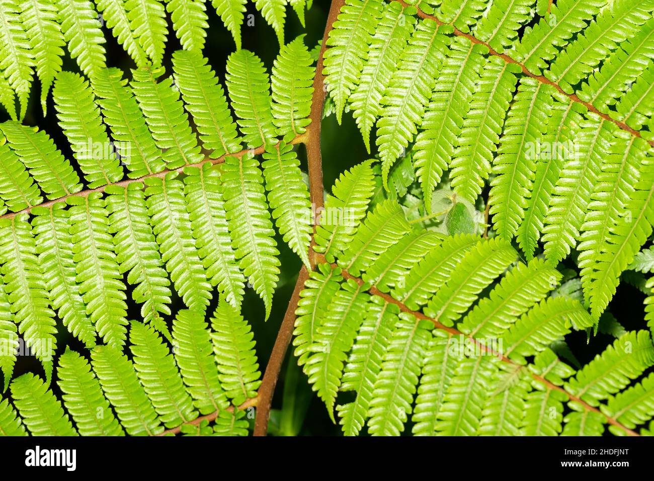 Natur fern fern fern fern hi-res stock photography and images - Alamy