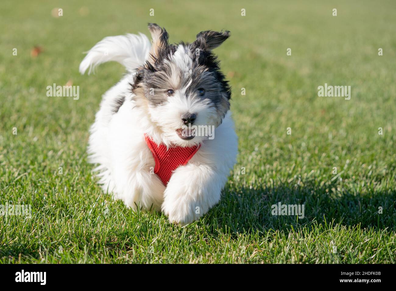 Adorable black and white havanese puppy running. Stock Photo