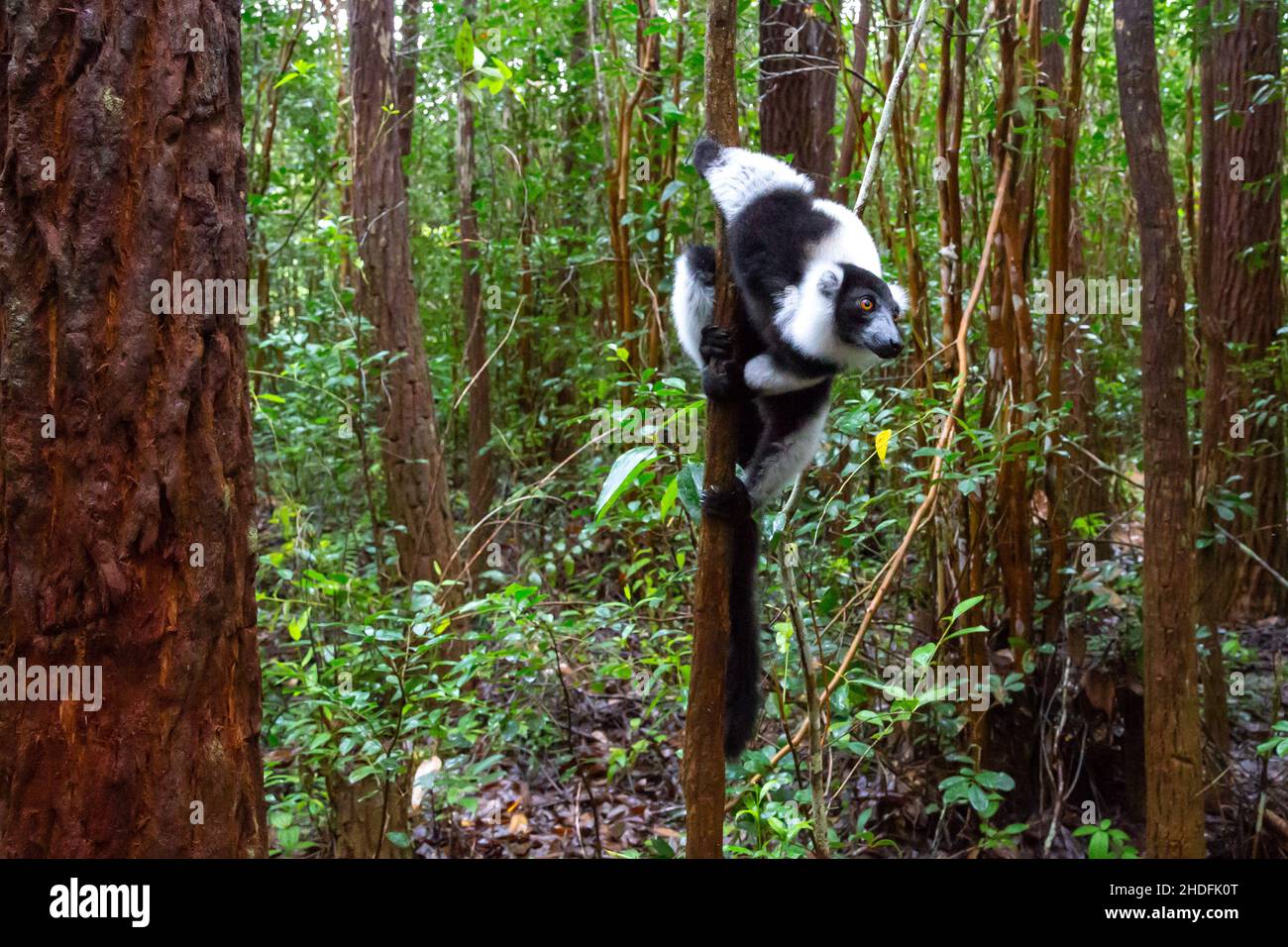 Black-and-white ruffed lemur Stock Photo