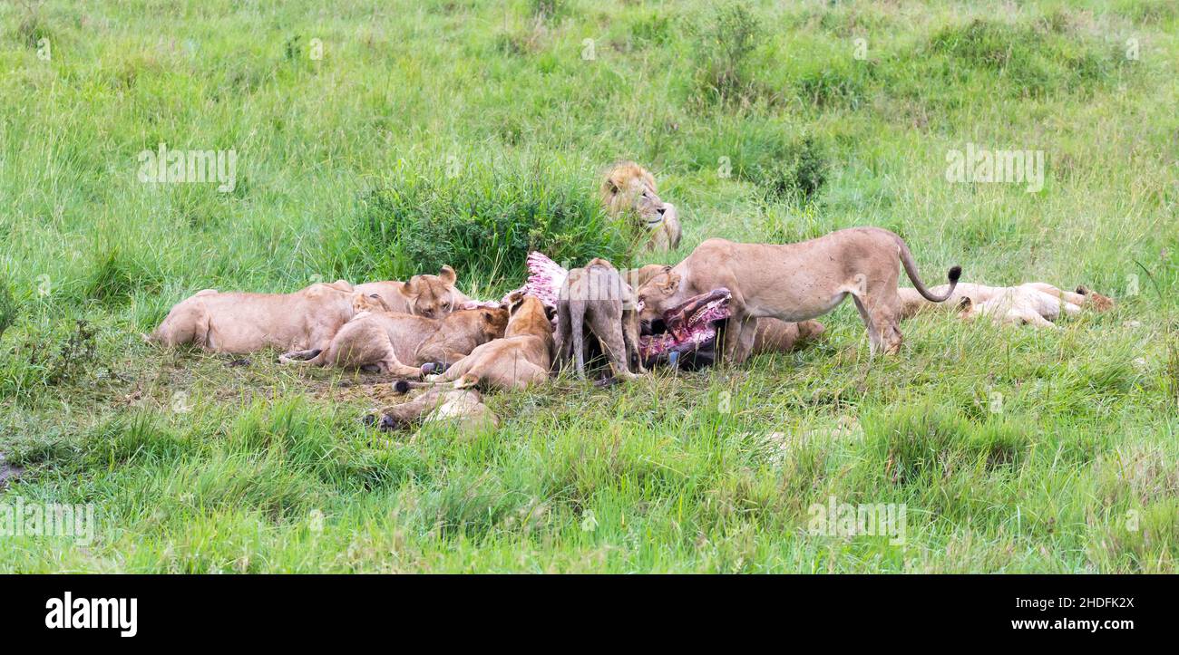 feeding, prey, lion, feed, feedings, leo, lions Stock Photo Alamy