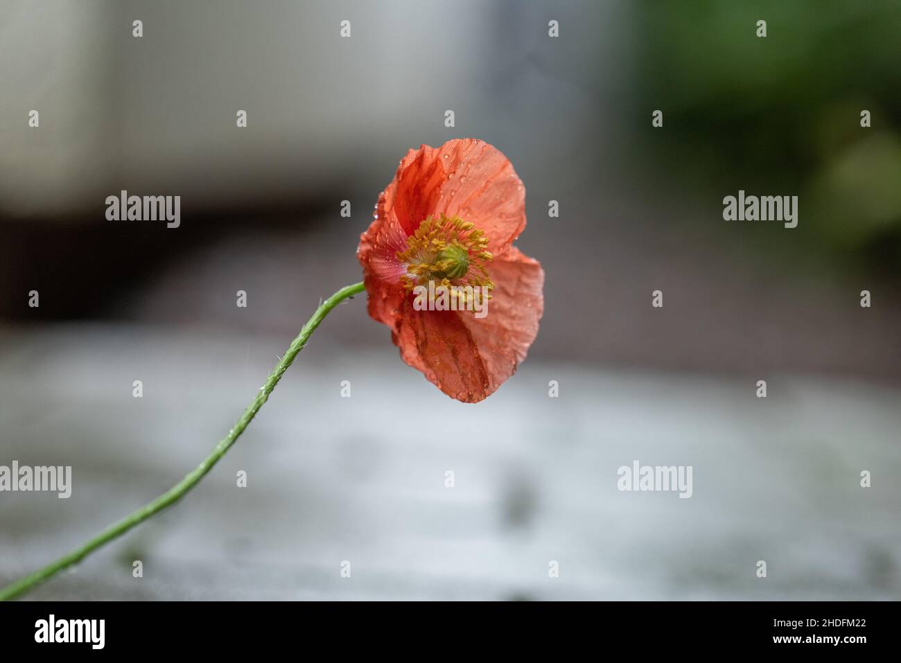 Poppy flowers in a backyard garden Stock Photo - Alamy