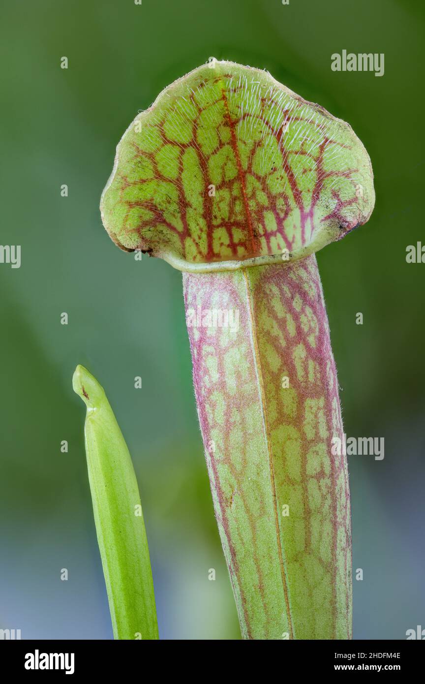 Tropical pitcher plants hi-res stock photography and images - Alamy