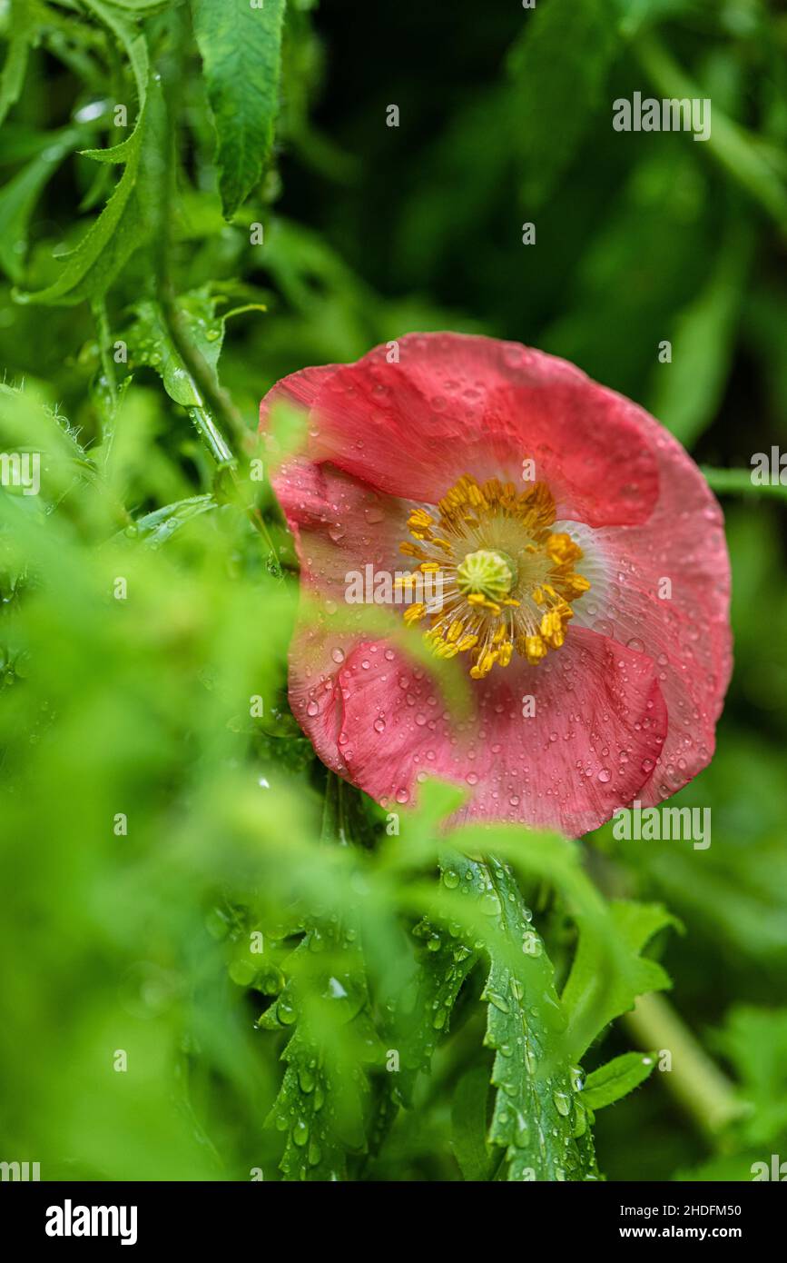 Poppy flowers in a backyard garden Stock Photo - Alamy