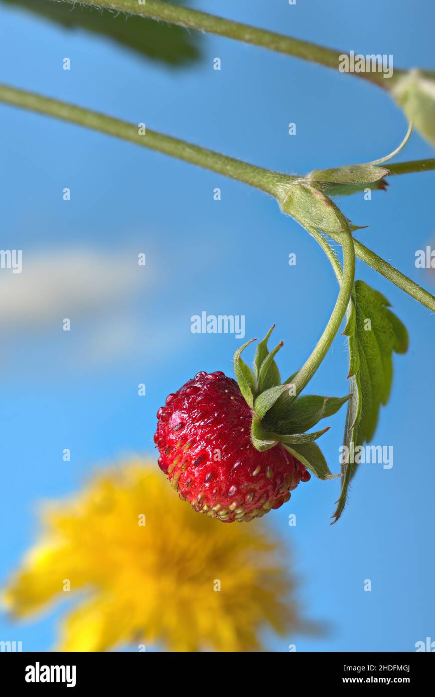 Wild strawberry hi-res stock photography and images - Alamy