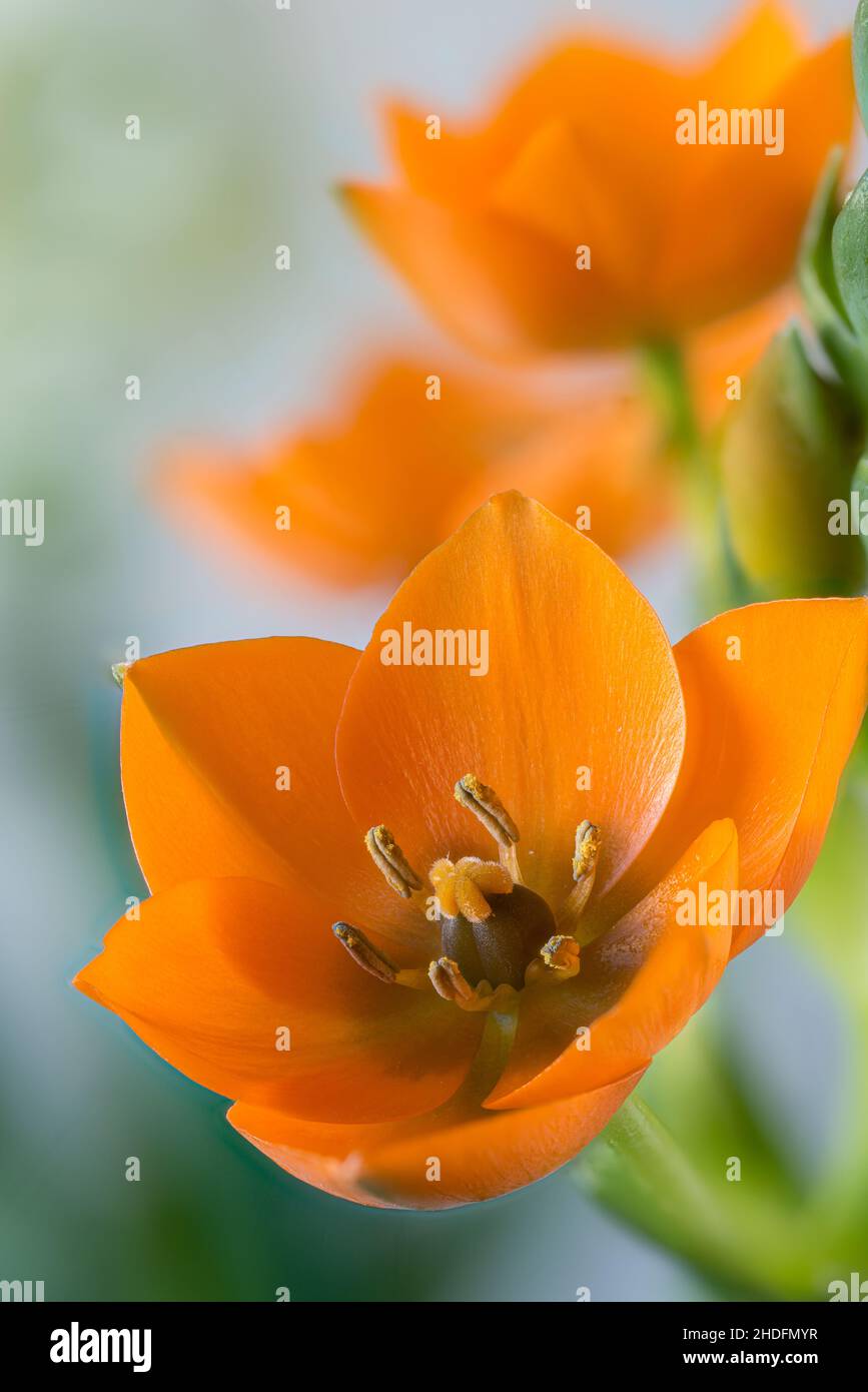 Ornithogalum dubiums hi-res stock photography and images - Alamy
