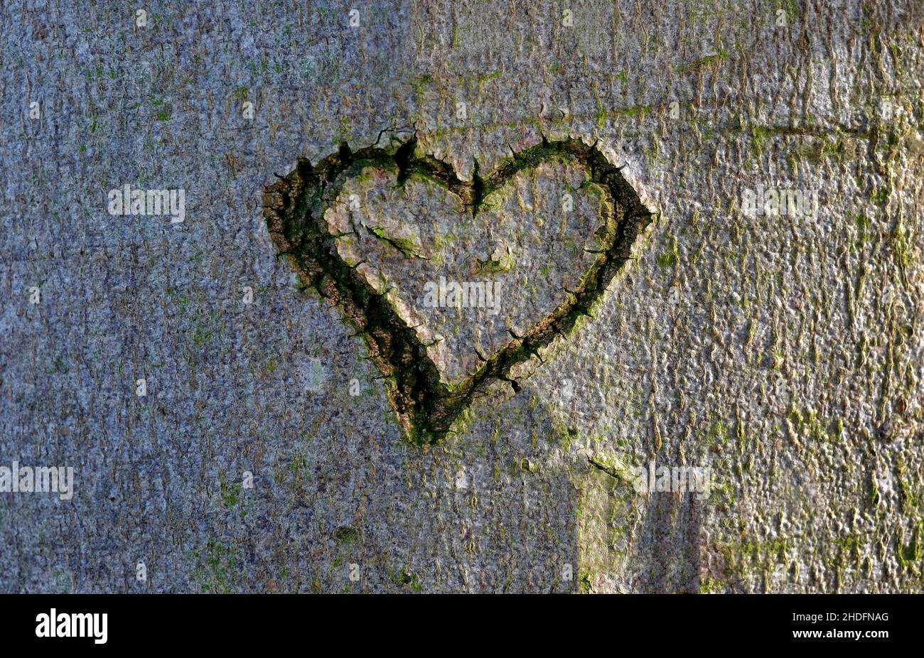 heart shape carved on tree trunk bark Stock Photo