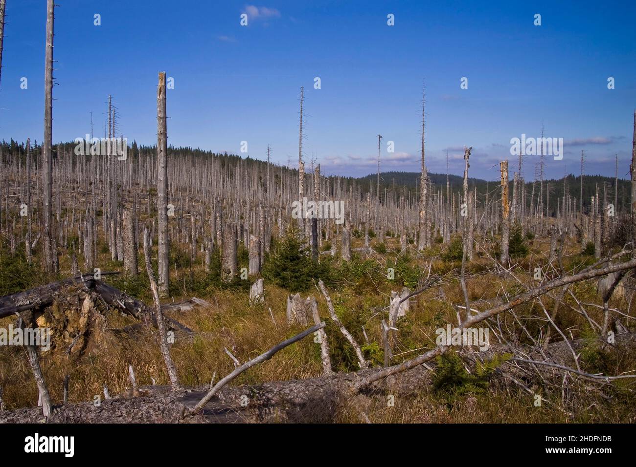 deforestation, dying tree, deadwood, deforestations, dying trees, deadwoods Stock Photo