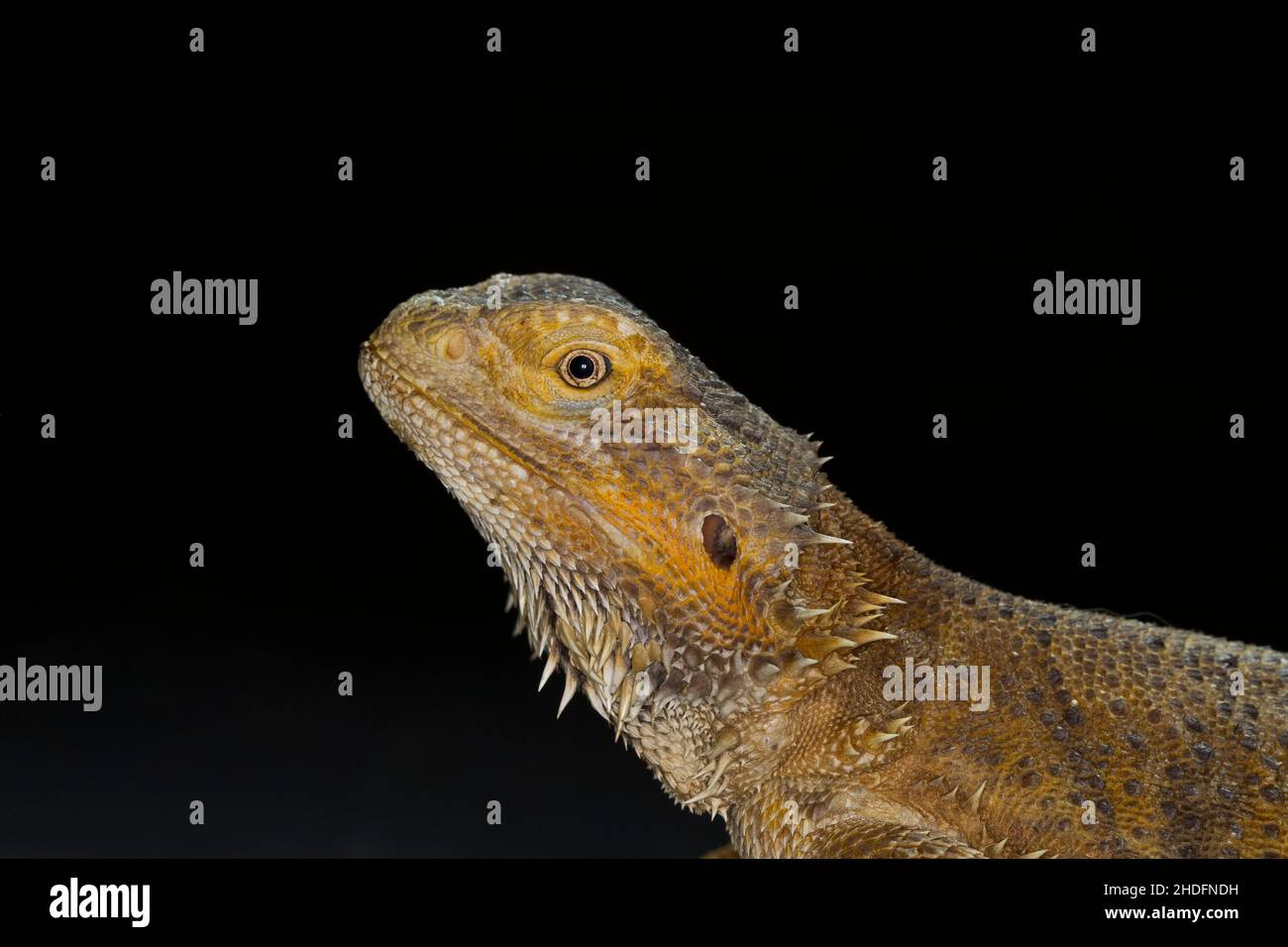 reptile, reptiles Stock Photo