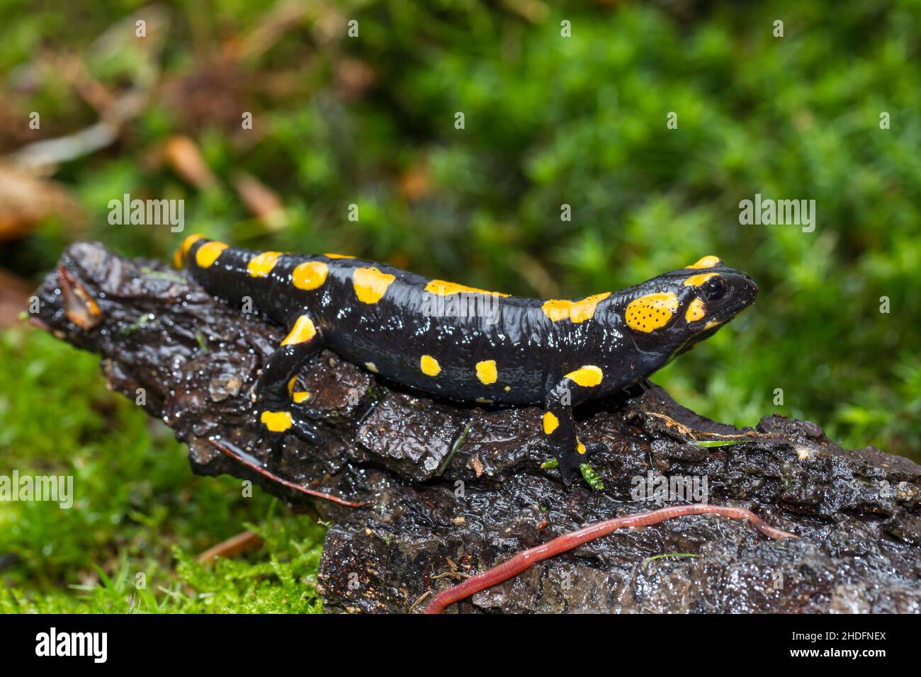 fire salamander, fire salamanders Stock Photo Alamy