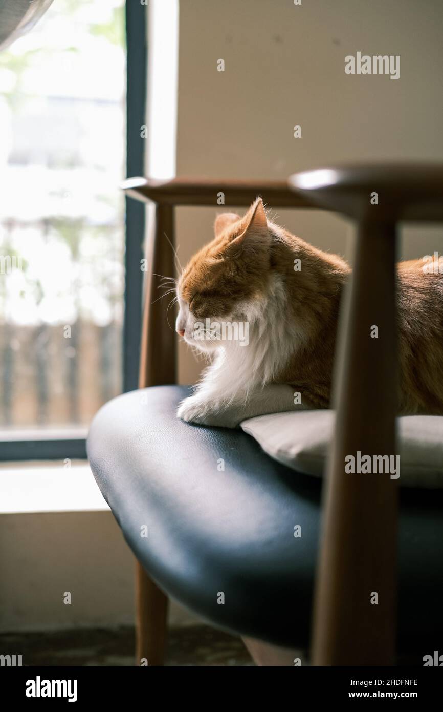 A cat is lying in the chair Stock Photo - Alamy