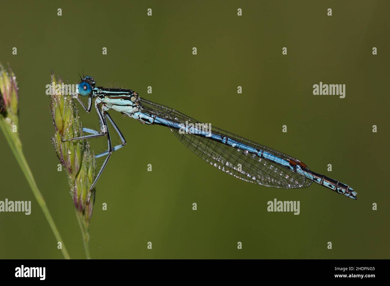 white legged damselfly, white-legged damselflies Stock Photo - Alamy