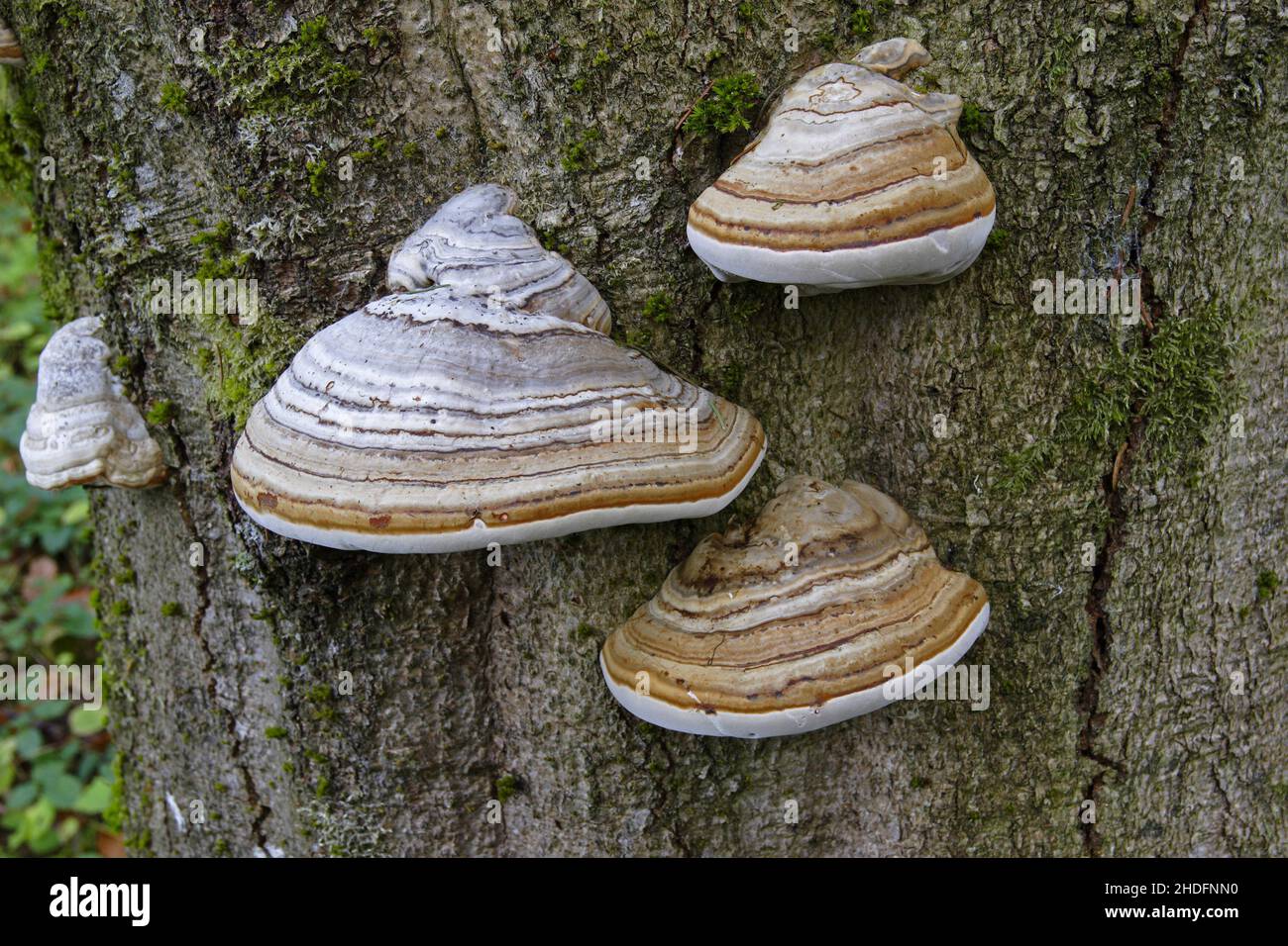 tree fungus, fomes fomentarius, bracket fungus Stock Photo