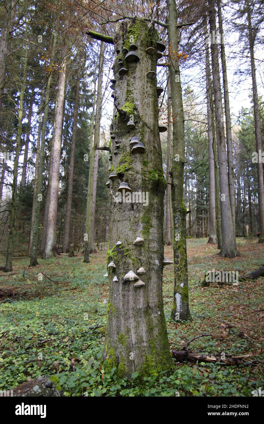 tree fungus, deadwood, deadwoods Stock Photo