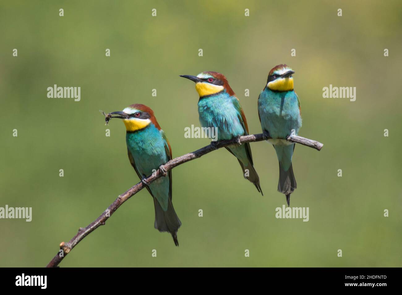three-european-bee-eaters-hi-res-stock-photography-and-images-alamy