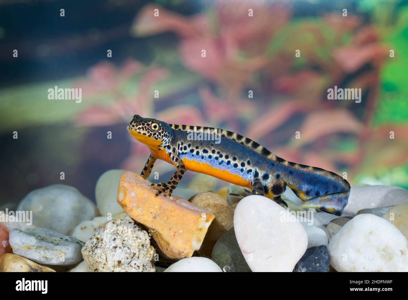 alpine newt, alpine newts Stock Photo - Alamy