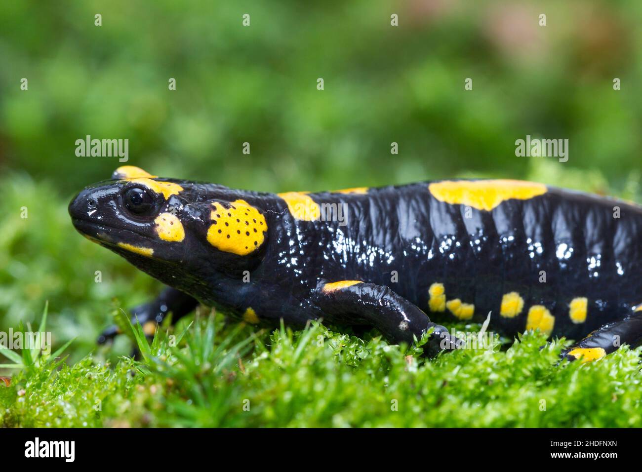 fire salamander, fire salamanders Stock Photo Alamy