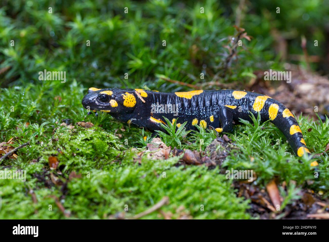 fire salamander, fire salamanders Stock Photo Alamy