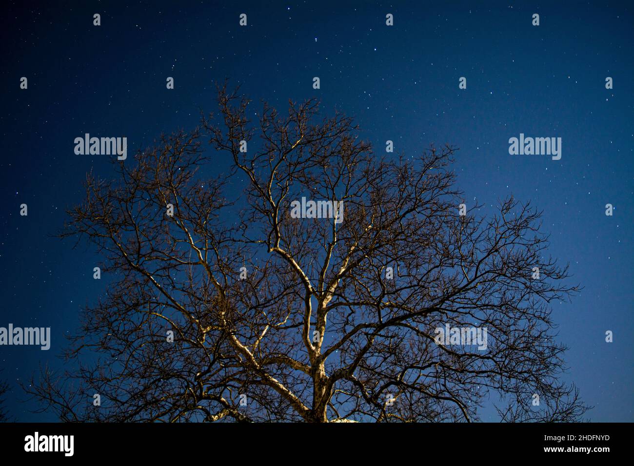 Low angle shot of a tree at night Stock Photo