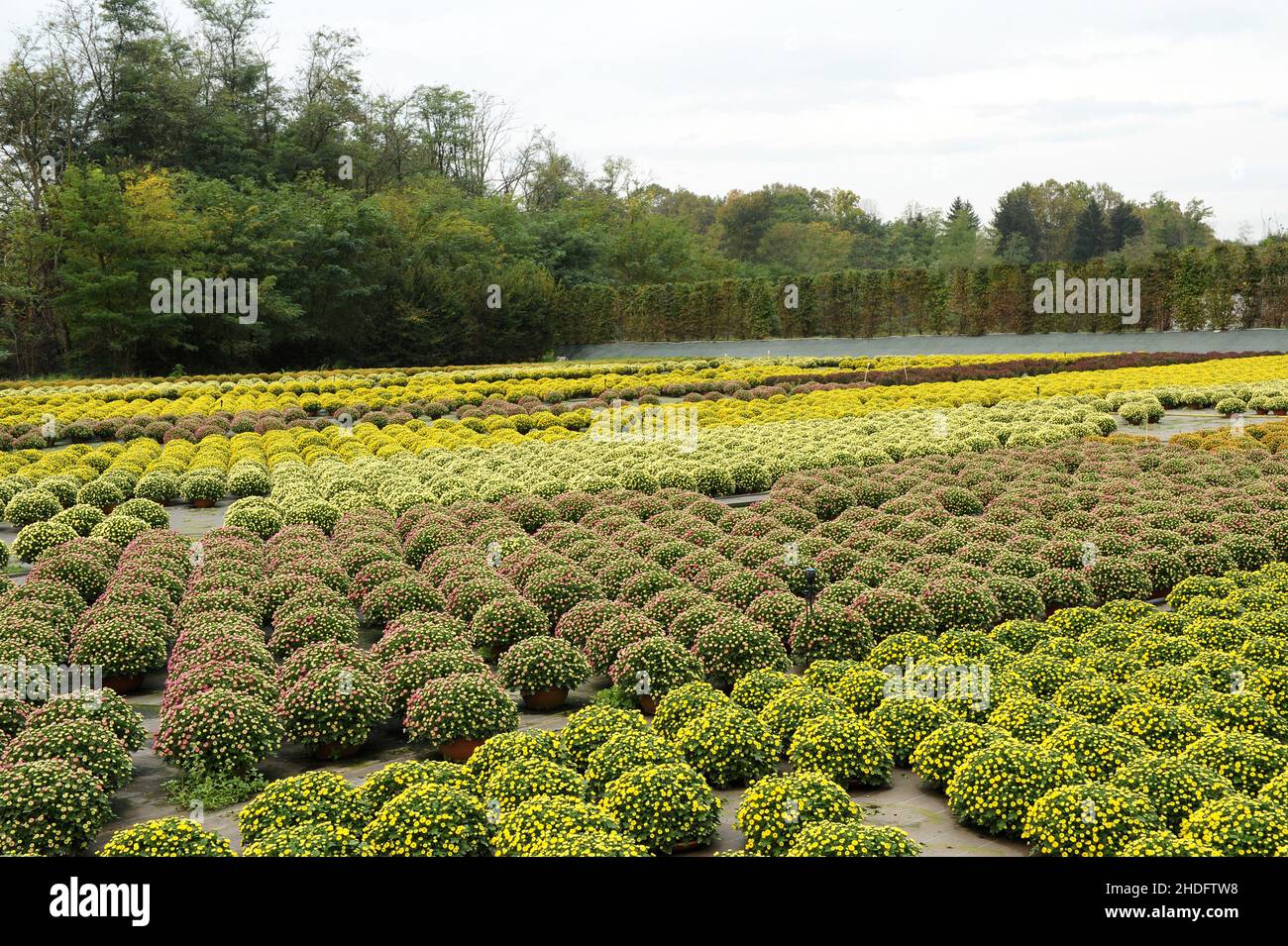 chrysanthemum, garden center, floriculture, chrysanthemums, garden centers, floricultures Stock Photo