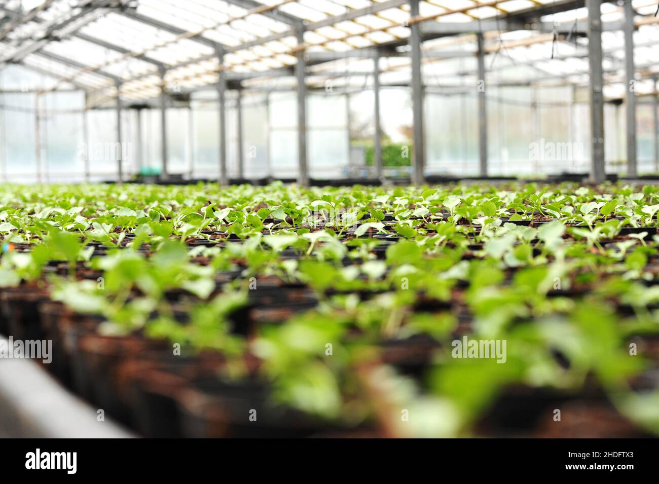 greenhouse, garden center, floriculture, greenhouses, garden centers, floricultures Stock Photo
