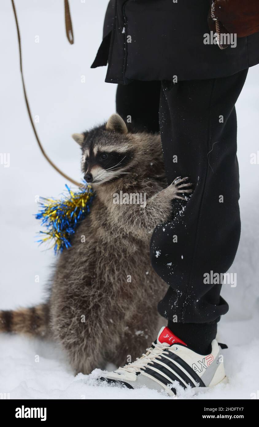 Racoon Snow High Resolution Stock Photography And Images - Alamy
