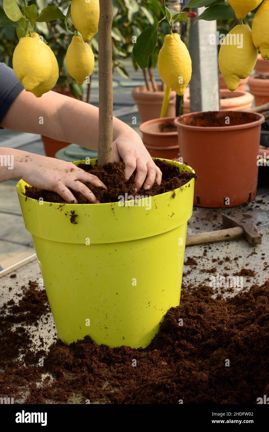 lemon tree, planting, citrus plant, lemon trees, citrus plants Stock