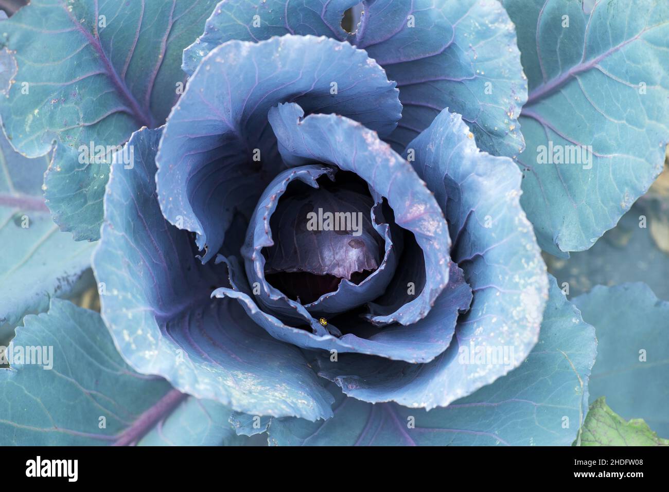 red cabbage, red cabbages Stock Photo