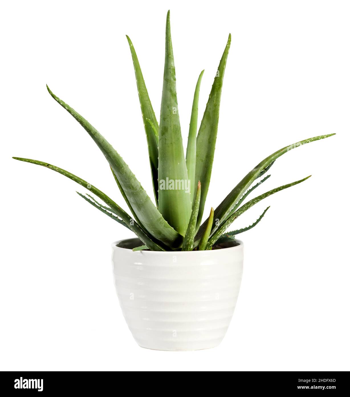 Aloe Vera Potted Plant Aloe Veras Potted Plants Stock Photo Alamy   Aloe Vera Potted Plant Aloe Veras Potted Plants 2HDFX6D 