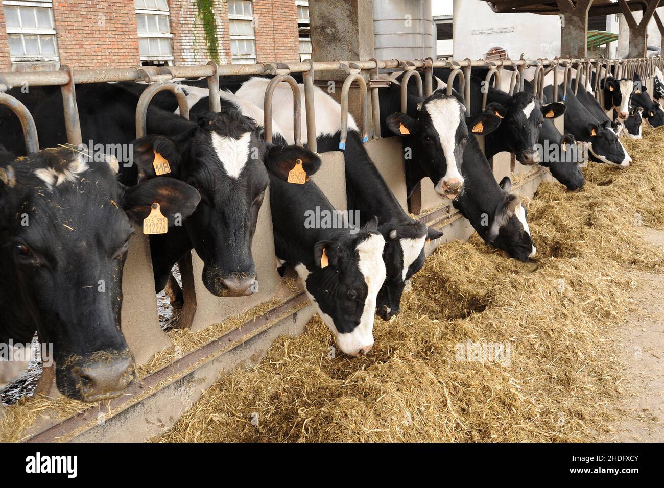cows, barn, cattle, cow, barns, cattles, livestock Stock Photo Alamy